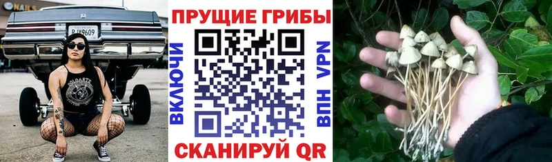 Псилоцибиновые грибы мицелий  купить  сайты  Новодвинск 